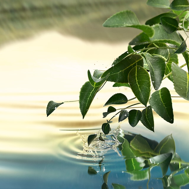 Tender Light